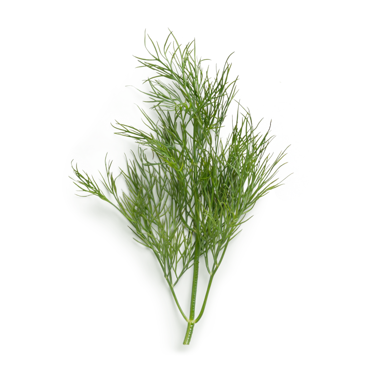 Bio dill